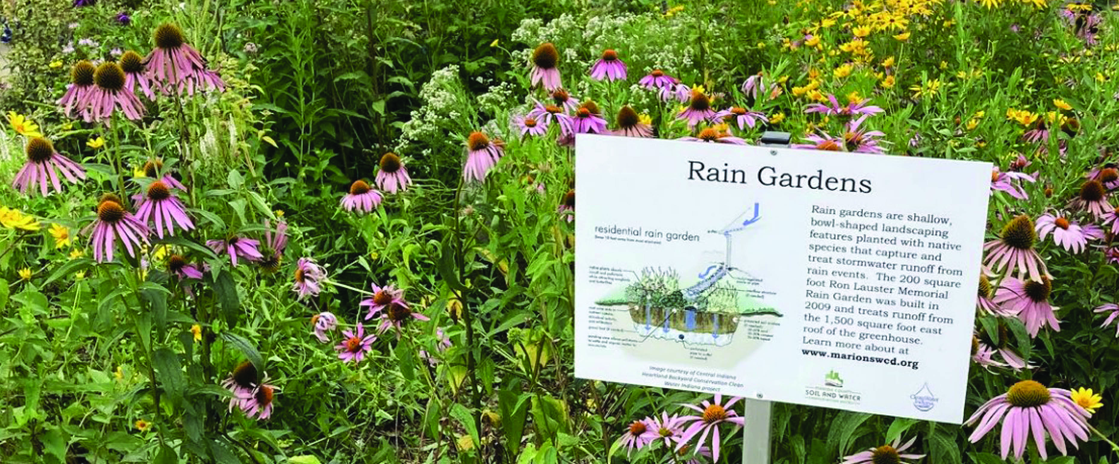 How Do I Build a Rain Garden? 